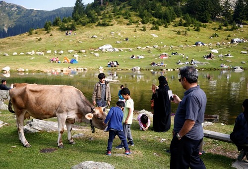 گردشگران در حال گرفتن عکس از گاوهای کنار دریاچه پروکوشکو در بوسنی هرزگوین