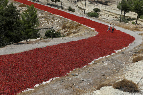 خشک کردن فلفل قرمز در کنار یک زمین کشاورزی در منطقه کیلیس ترکیه