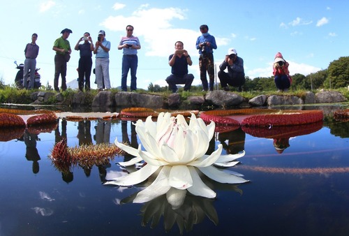 توریست ها در حال عکس گرفتن از یک گل نیلوفر آبی – کره جنوبی