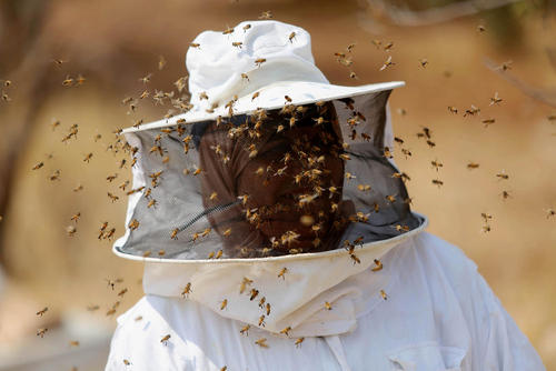 زن زنبوردار فلسطینی – کرانه باختری