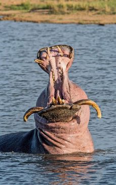 اسب آبی با دندان هایی که ناهنجار رشد کرده اند و نیاز به جراحی و ترمیم دارد- آفریقای جنوبی