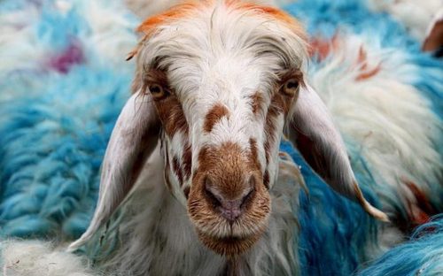 بازار فروش احشام در عید قربان – کراچی و بمبئی