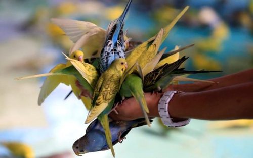 دانه دادن به پرنده ها در پارکی در شهر مانیل فیلیپین