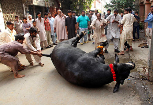 تلاش برای ذبح یک گاو بزرگ در عید قربان – لاهور پاکستان