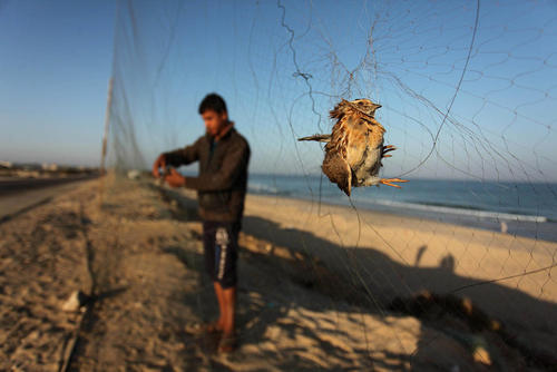 شکار بلدرچین های مهاجر در خان یونس در جنوب غزه