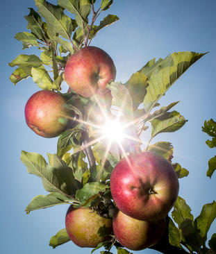 باغ سیب در فرانکفورت آلمان