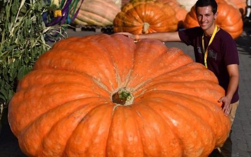 برنده مسابقات کِشت بزرگ ترین کدو تنبل جهان در سال 2016 – کلایستف آلمان