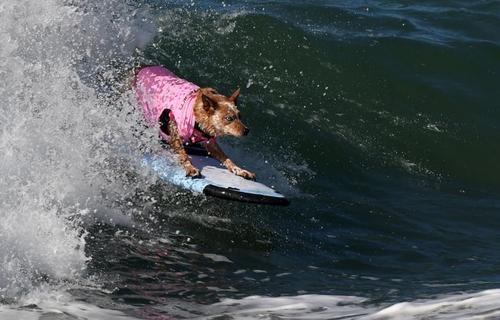 مسابقات موج سواری سگ ها در ایالت کالیفرنیا - آمریکا - خبرگزاری فرانسه