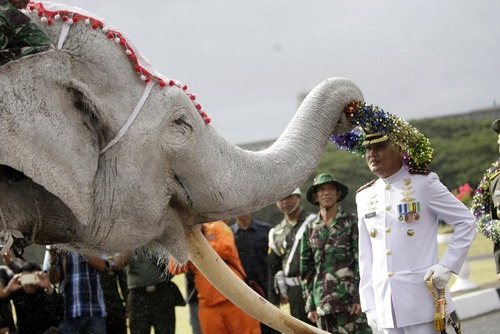 حضور فیل در یک جشن نظامی در استان آچه اندونزی