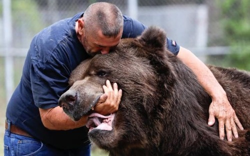 بازی با خرس قهوه ای عظیم الجثه در پارک وحش اوتیسویل نیویورک