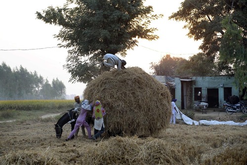 بار زدن علوفه روی گاری – روستایی در هند