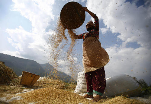 کشاورزان برنجکار در لالیتپور نپال
