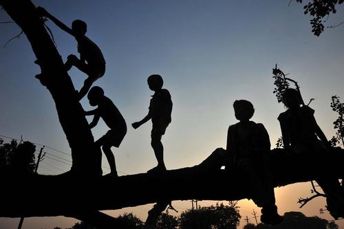  بالا رفتن کودکان از تنه یک درخت بزرگ در احمد آباد هند