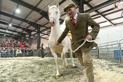 نمایشگاه فروش پاییزه اسب – ولز بریتانیا