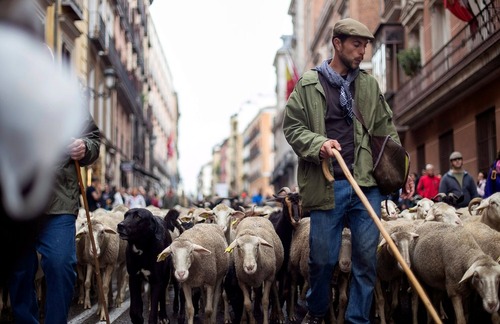 آوردن هزاران گوسفند به خیابان های شهر مادرید اسپانیا در قالب یک جشنواره سنتی سالانه