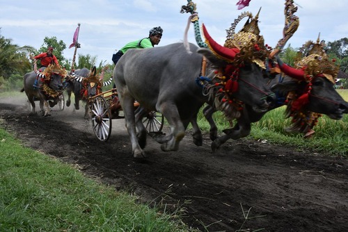 مسابقه سنتی گاورانی در بالی اندونزی