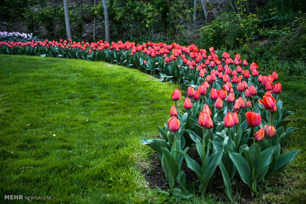 مهرجان زهور التوليب - محافظة البرز