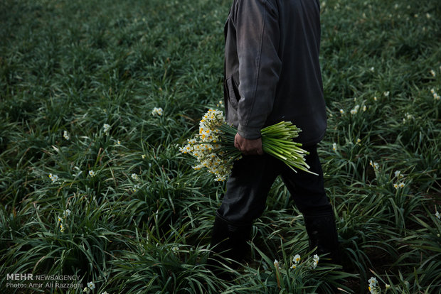 فصل النرجس في محافظة مازندران شمال إيران