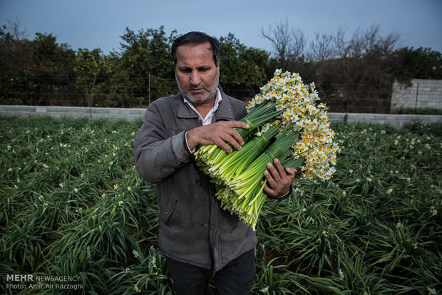 فصل النرجس في محافظة مازندران شمال إيران