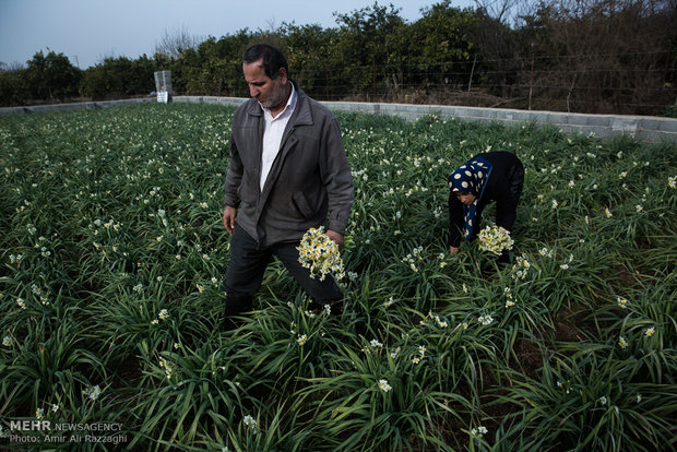 فصل النرجس في محافظة مازندران شمال إيران