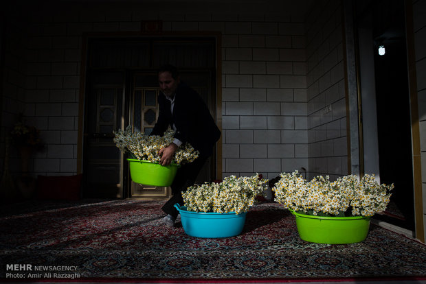 فصل النرجس في محافظة مازندران شمال إيران