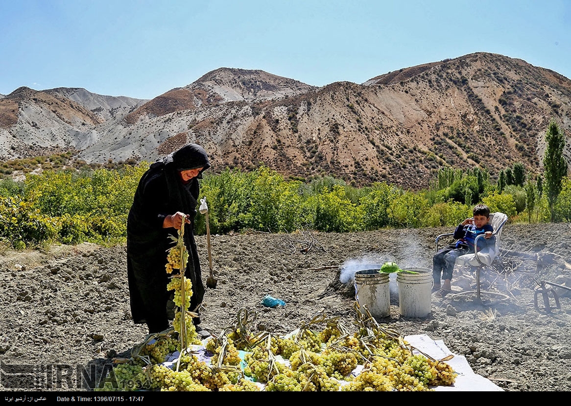 حصاد العنب في خراسان الشمالية - إيران (صور)