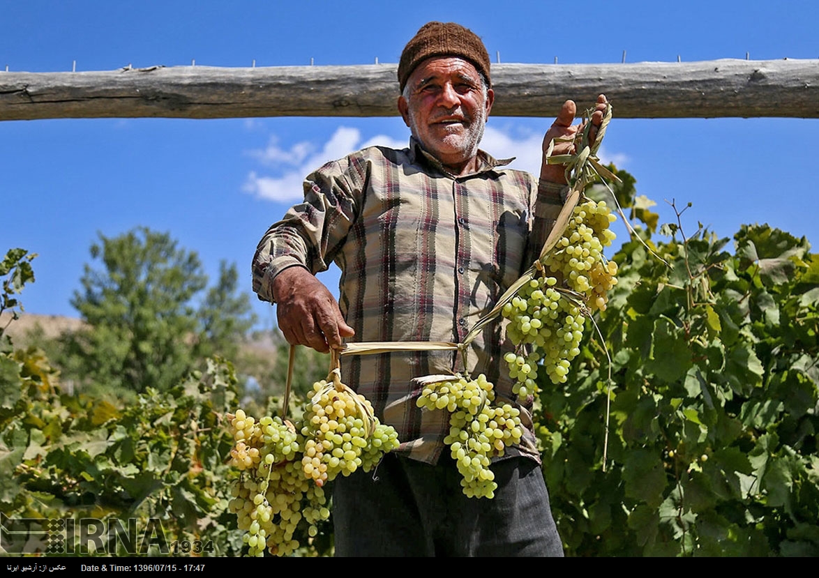 حصاد العنب في خراسان الشمالية - إيران (صور)