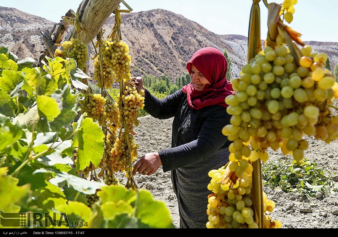 حصاد العنب في خراسان الشمالية - إيران (صور)