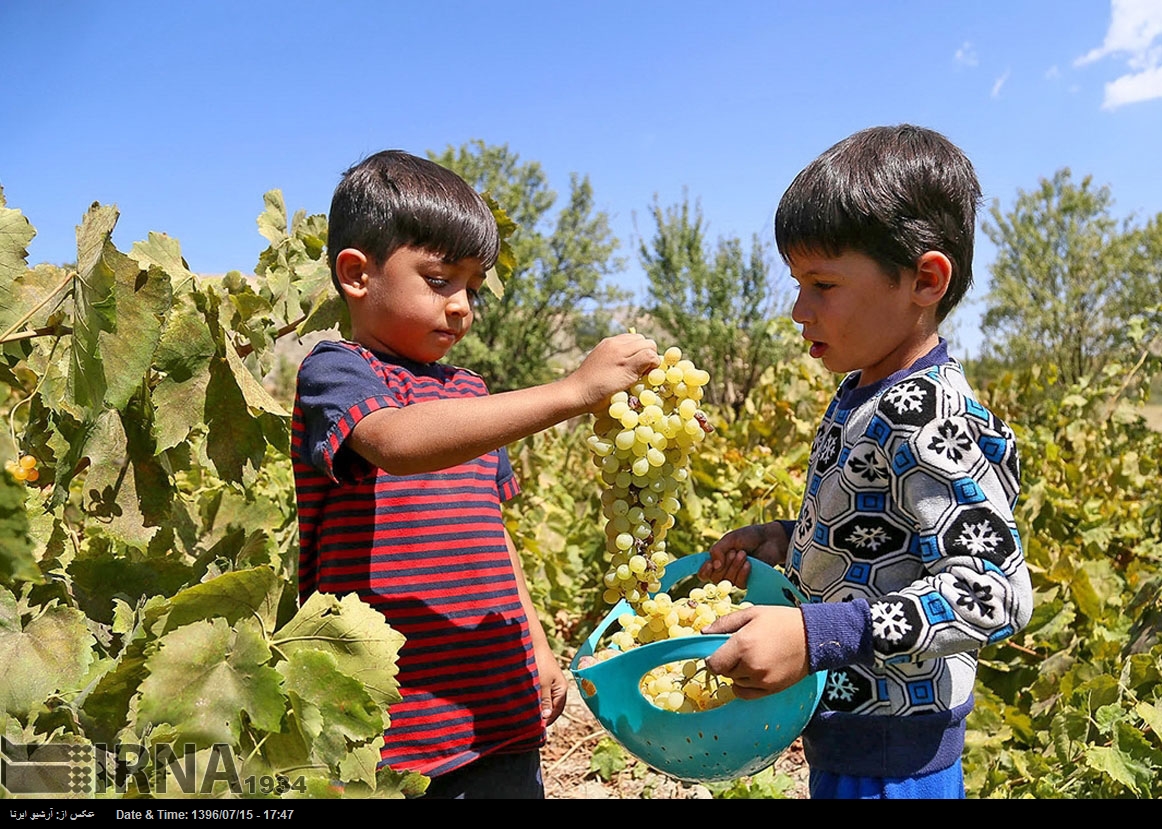 حصاد العنب في خراسان الشمالية - إيران (صور)
