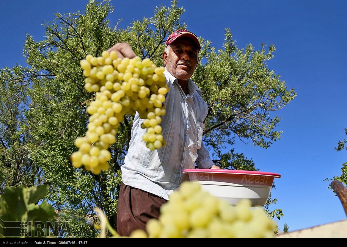حصاد العنب في خراسان الشمالية - إيران (صور)