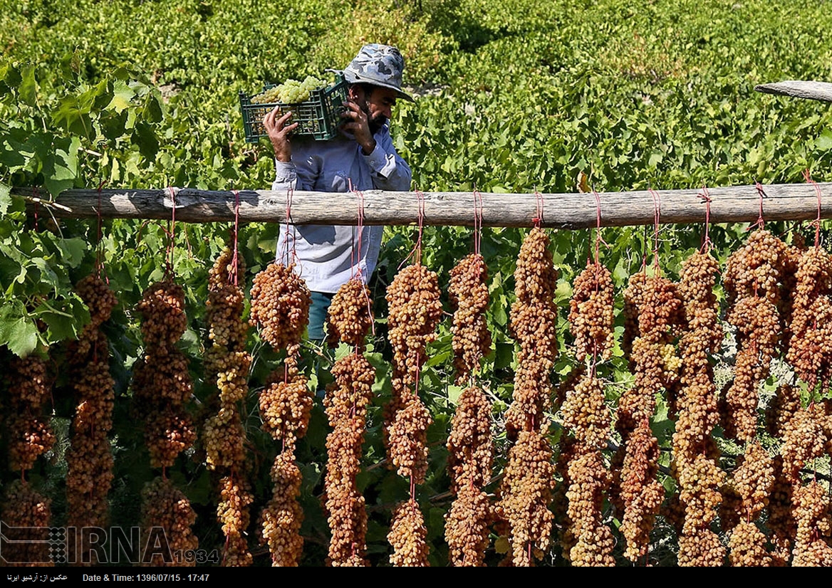 حصاد العنب في خراسان الشمالية - إيران (صور)