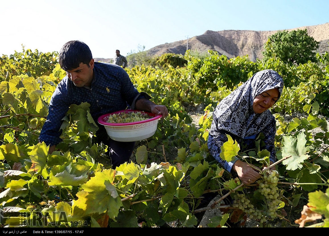 حصاد العنب في خراسان الشمالية - إيران (صور)