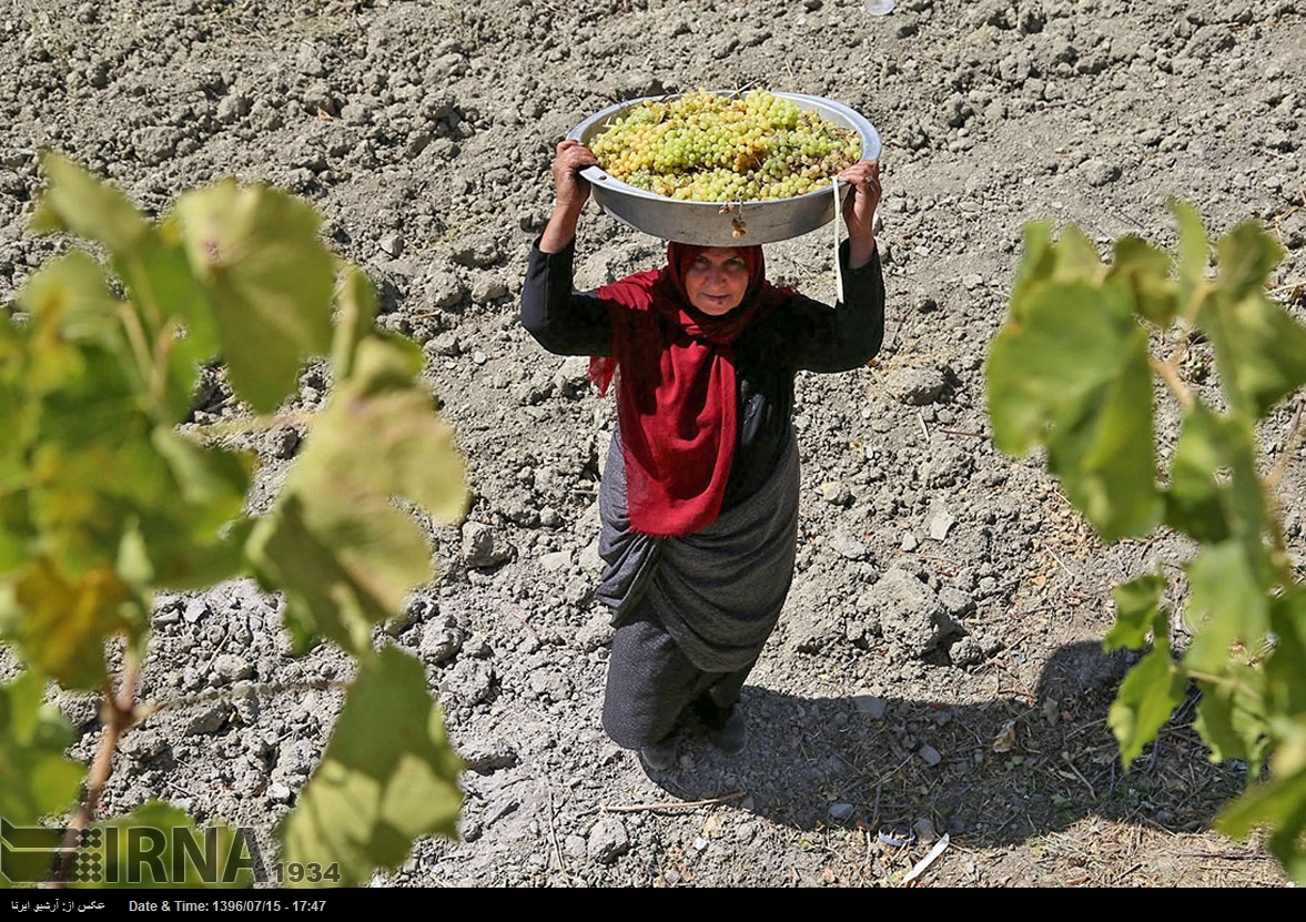 حصاد العنب في خراسان الشمالية - إيران (صور)