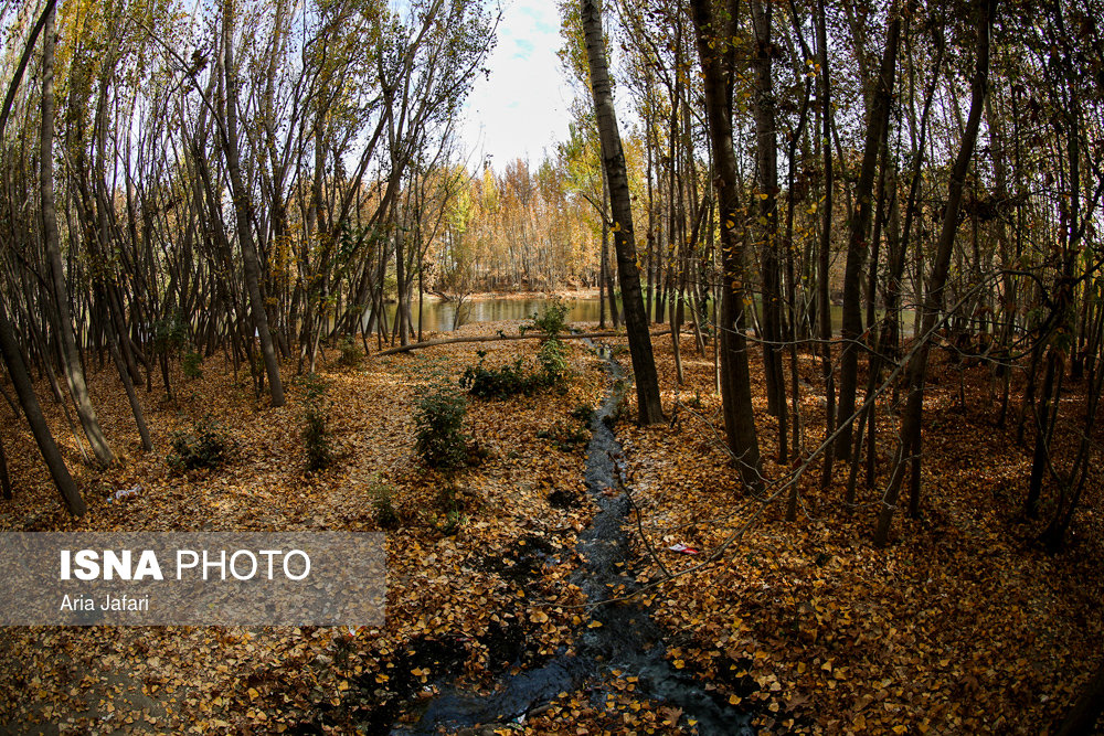 الطبیعة علی ضفة نهر 