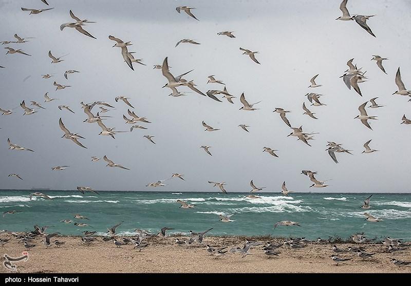 جزيرة كيش الإيرانية (صور)