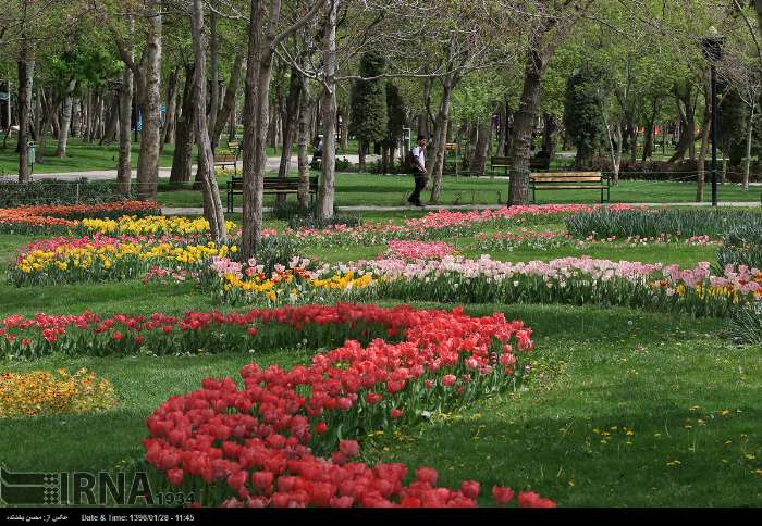 مهرجان الزهور البصلیة فی مدینة مشهد