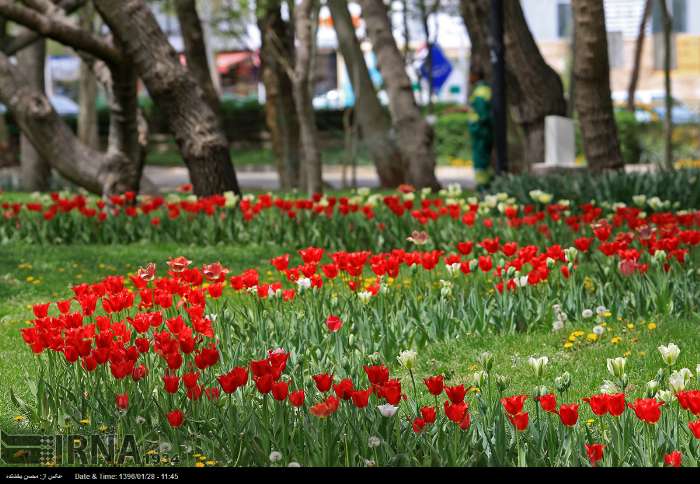 مهرجان الزهور البصلیة فی مدینة مشهد