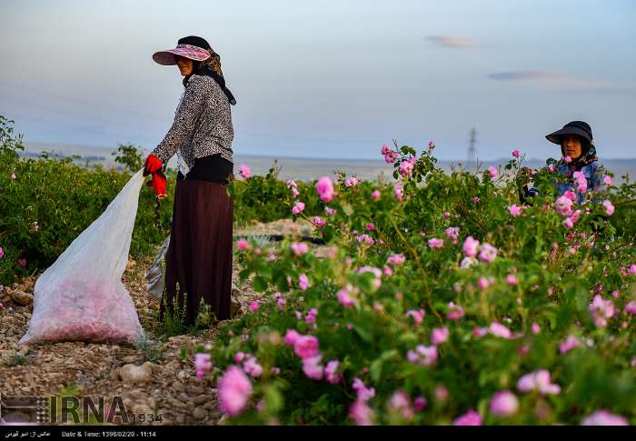 قطف الورد الجوری - محافظة فارس - ايران (صور)