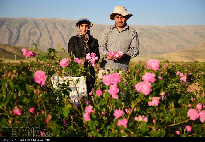 قطف الورد الجوری - محافظة فارس - ايران (صور)