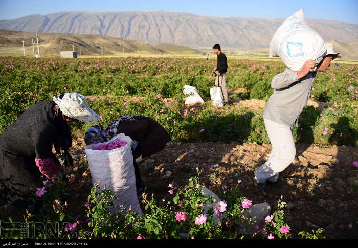 قطف الورد الجوری - محافظة فارس - ايران (صور)