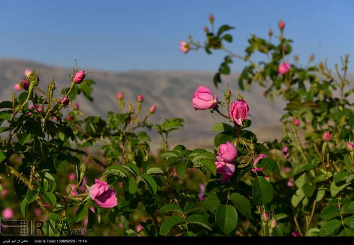 قطف الورد الجوری - محافظة فارس - ايران (صور)