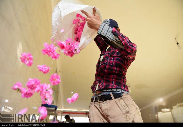 قطف الورد الجوری - محافظة فارس - ايران (صور)