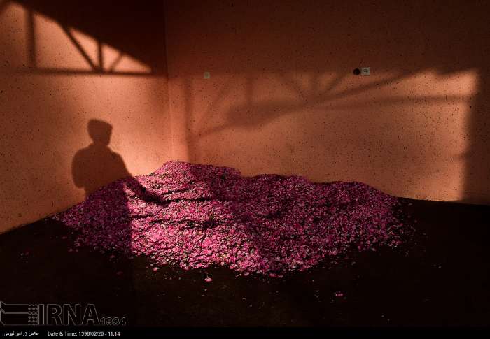 قطف الورد الجوری - محافظة فارس - ايران (صور)