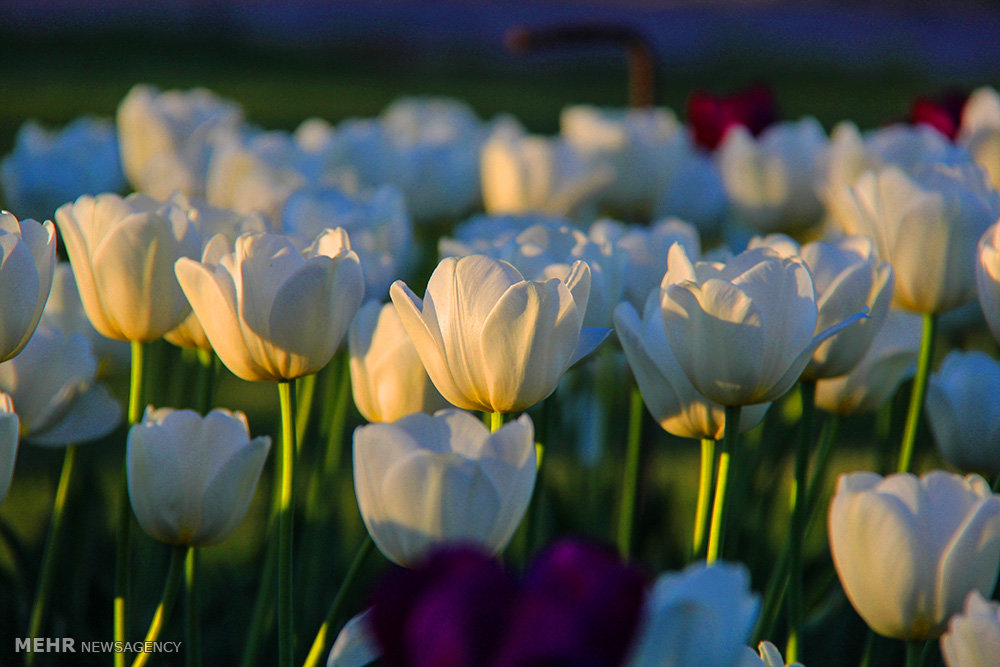 الحديقة الوطنية للعلوم النباتية - طهران (صور)