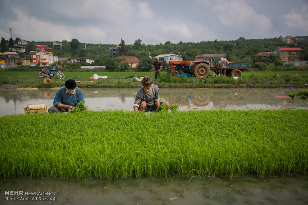 زراعة الأرز في شمال إيران (صور)