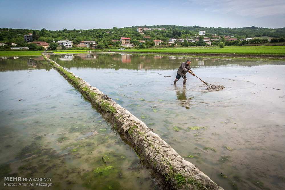 زراعة الأرز في شمال إيران (صور)