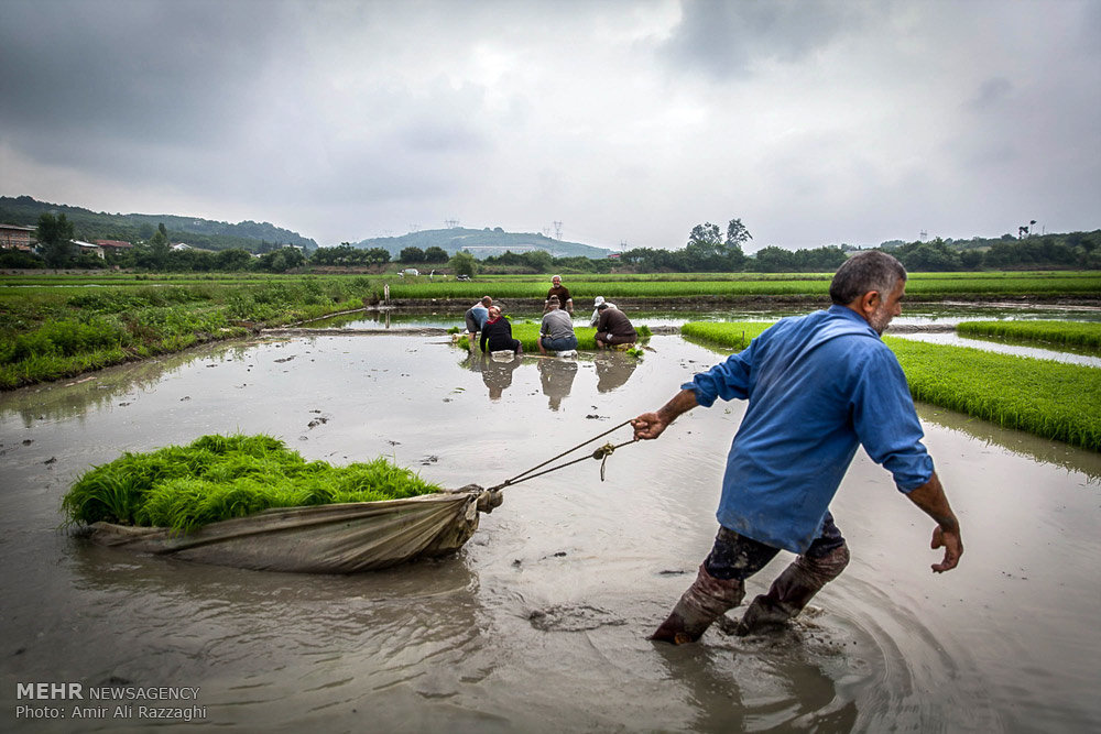 زراعة الأرز في شمال إيران (صور)