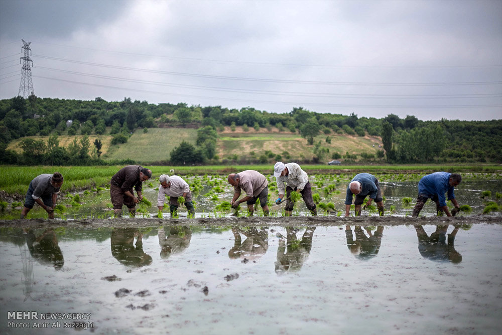 زراعة الأرز في شمال إيران (صور)