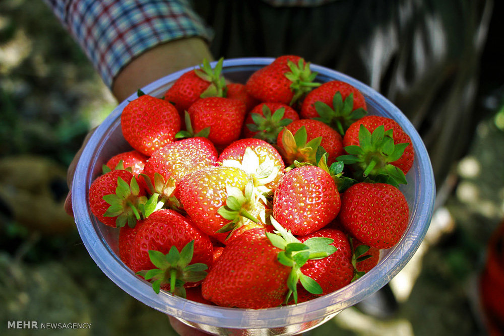 قطف ثمار الفراولة في محافظة كردستان (صور)
