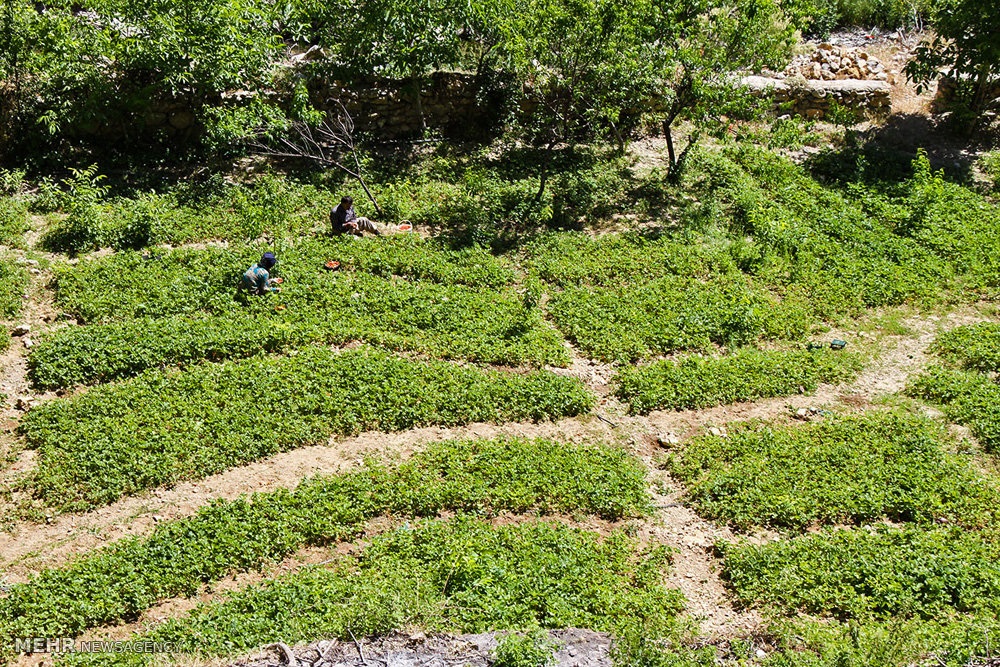 قطف ثمار الفراولة في محافظة كردستان (صور)